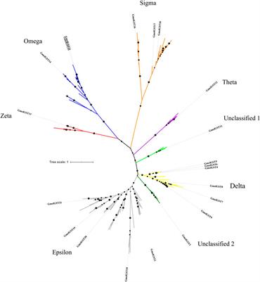 Analysis of glutathione-S-transferases from larvae of Galleria mellonella (Lepidoptera, Pyralidae) with potential alkaloid detoxification function